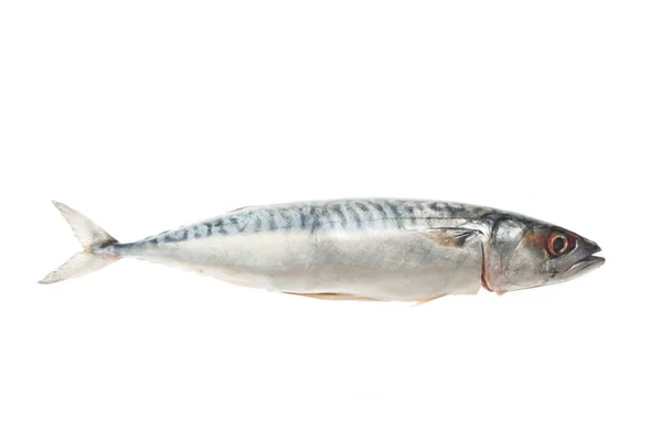 Makrill — Stockfoto