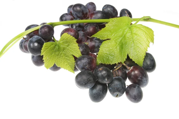 Grapes and vine — Stock Photo, Image