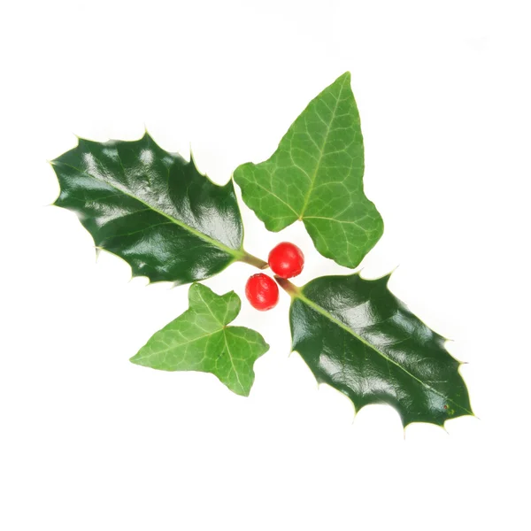 Holly and ivy — Stock Photo, Image