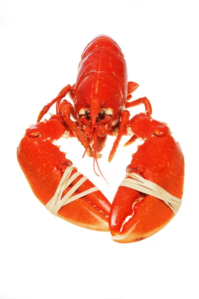 Homard aux griffes baguées — Photo