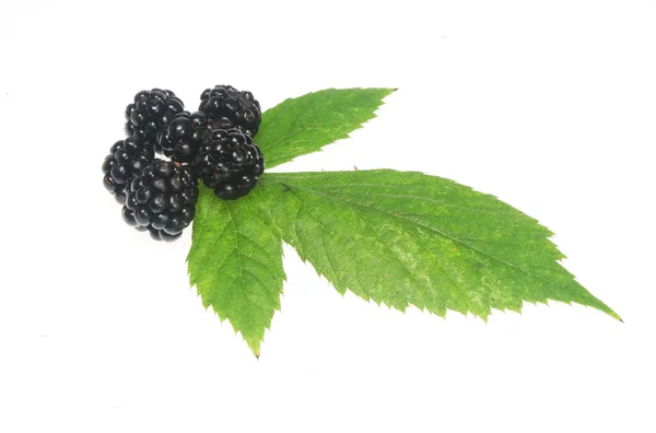 Brombeeren und Blätter — Stockfoto