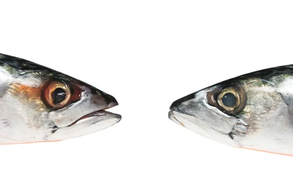 Two mackerel heads — Stock Photo, Image