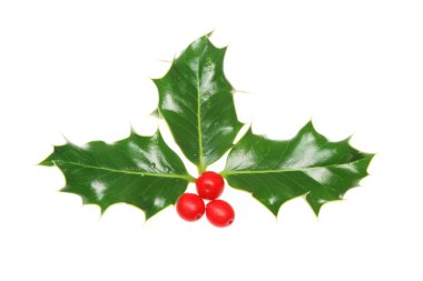 Holly fışkın