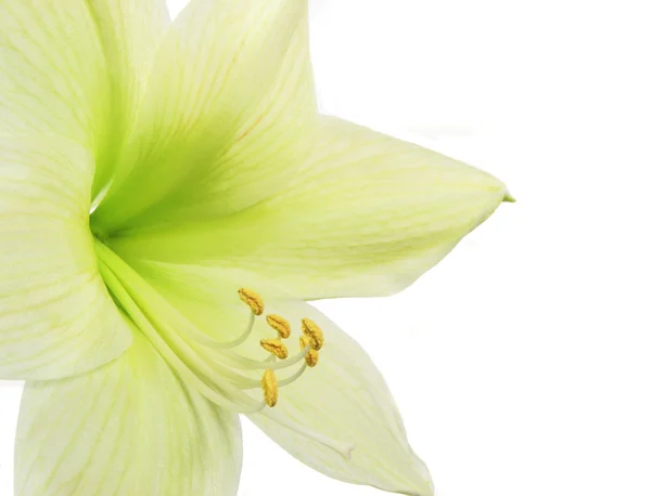 Amaryllis — Stock Photo, Image