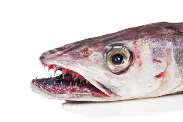 Hake head — Stock Photo, Image