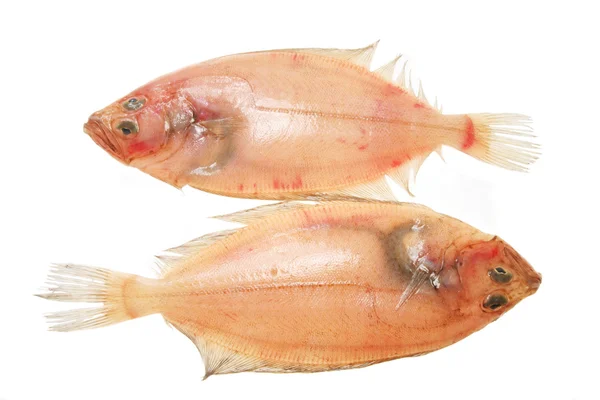 Deux poissons plats — Photo