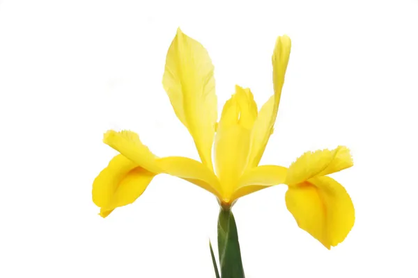 Iris néerlandais jaune — Photo