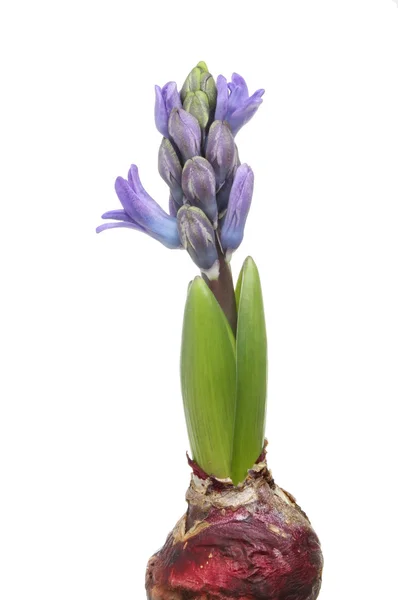 Hyacinth shoot — Stock Photo, Image