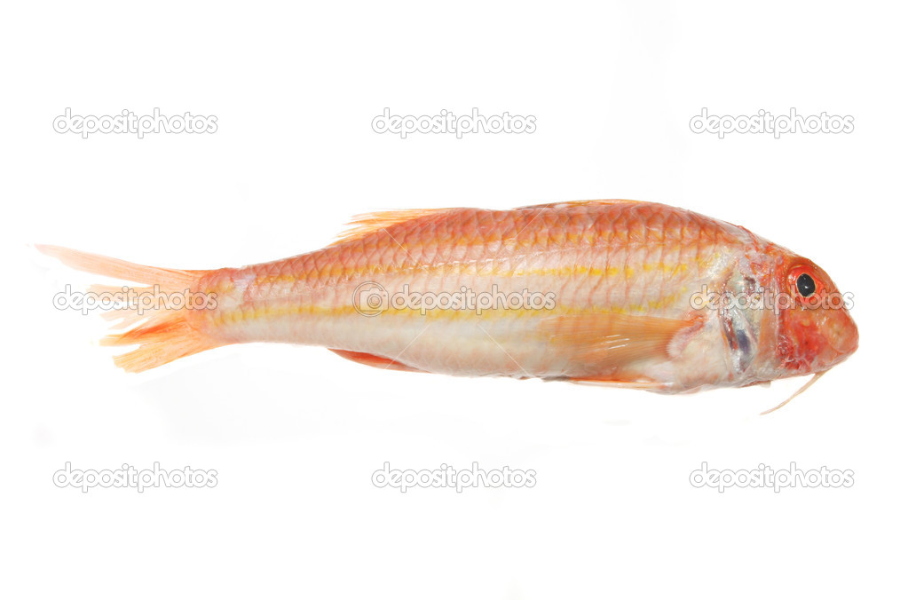 Red Mullet fish