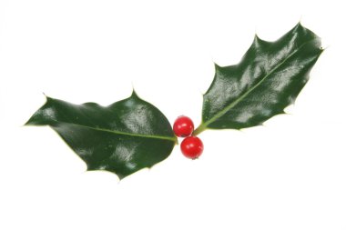 Holly fışkın