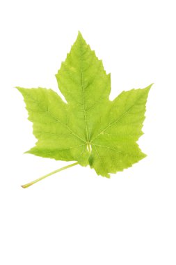 Sarmaşık Yaprağı