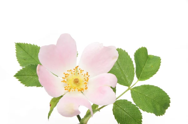 Dog rose — Stock Photo, Image