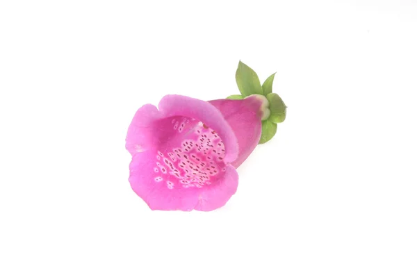 Foxglove flower — Stock Photo, Image