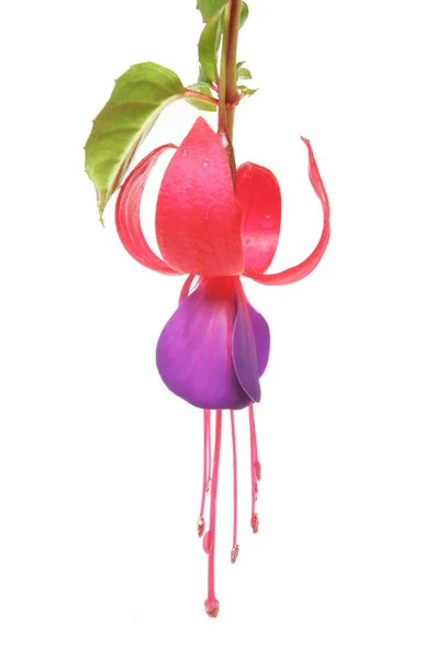 Fuscia flower — Stock Photo, Image