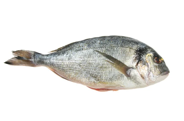 Deels goudgehoogd hoofd bream — Stockfoto