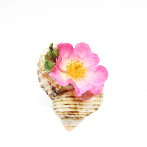 Rose in a sea shell — Stock Photo, Image