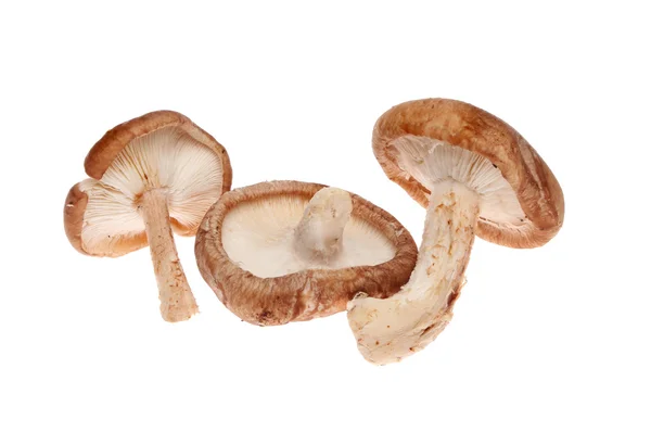 Grzyby Shiitake — Zdjęcie stockowe