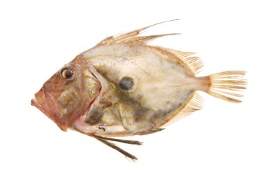 John dory balık