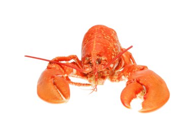 losbster Önden Görünüm