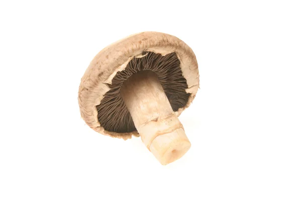 Chapeau champignon — Photo