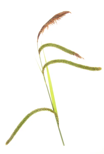 หญ้าที่มีเมล็ด — ภาพถ่ายสต็อก