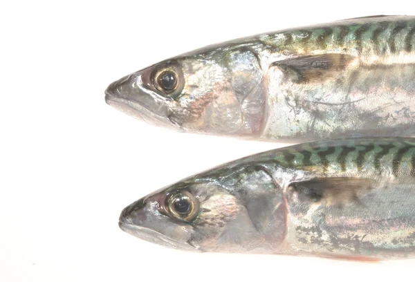 Two mackeral heads — Stock Photo, Image