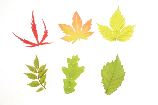 Variedades de folhas — Fotografia de Stock