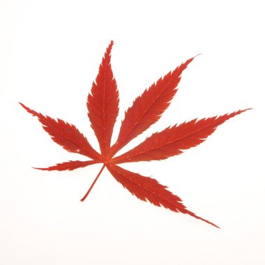 Acer yaprak