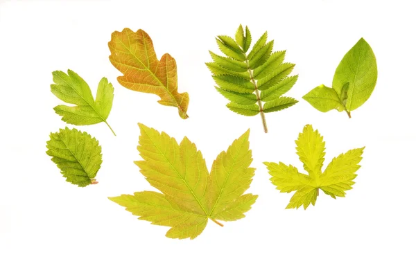 Leaf group — Stock Photo, Image