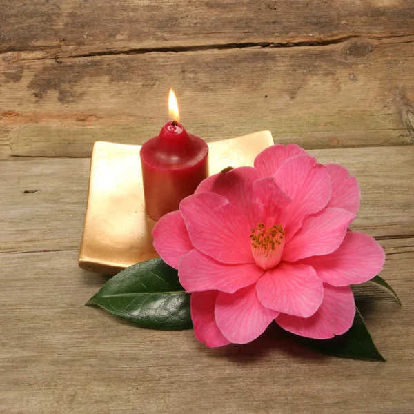 Malé svíčky a kamélie — Stock fotografie