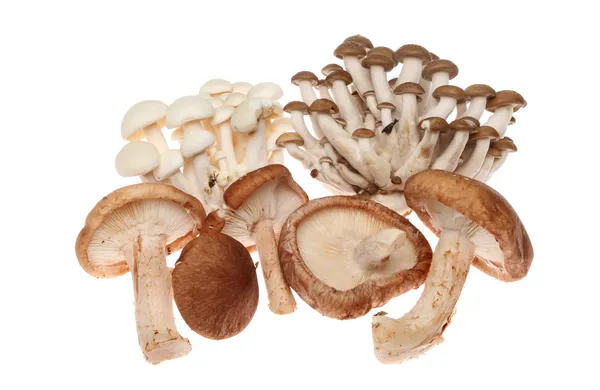 Exotic mushrooms — Stock Photo, Image