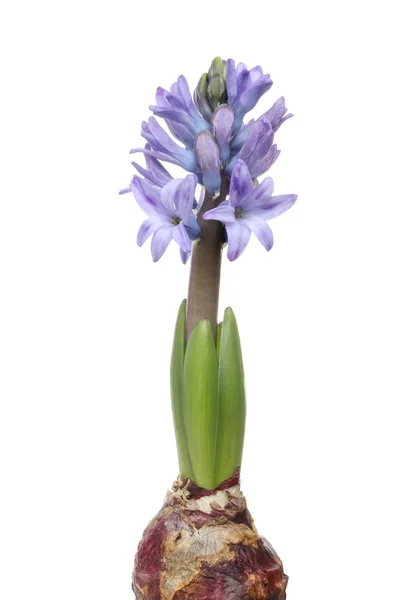 Hyacinth — Stock Photo, Image