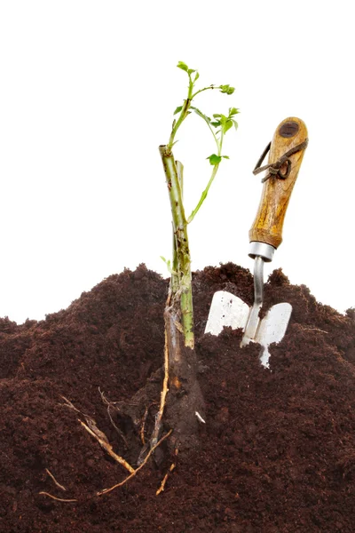 Aanplant een roos — Stockfoto