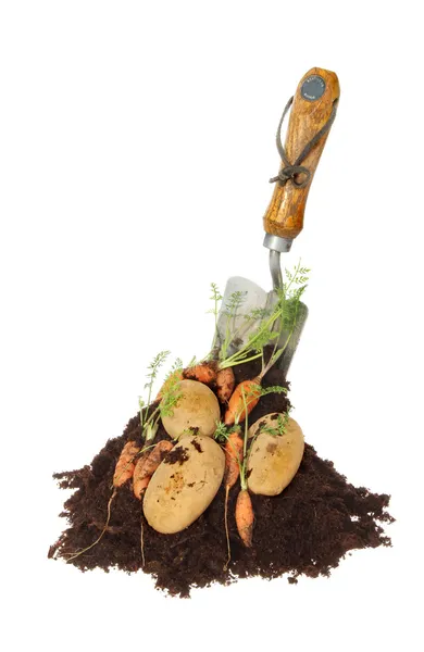 在土壤中的土豆和胡萝卜 — 图库照片