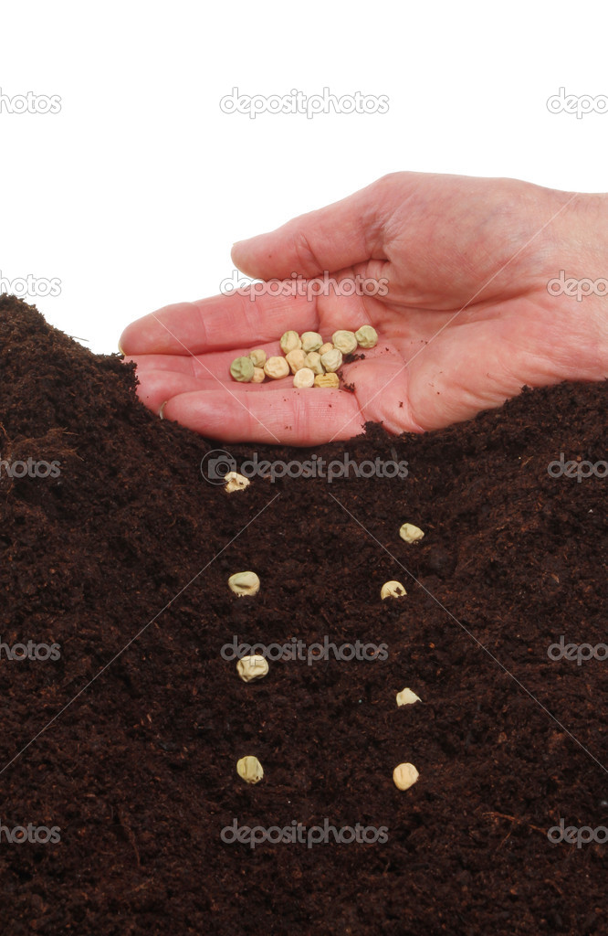 Hand planting seeds