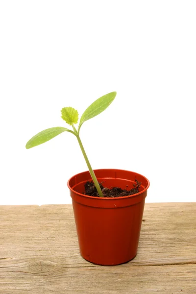 Één zaailing in pot — Stockfoto