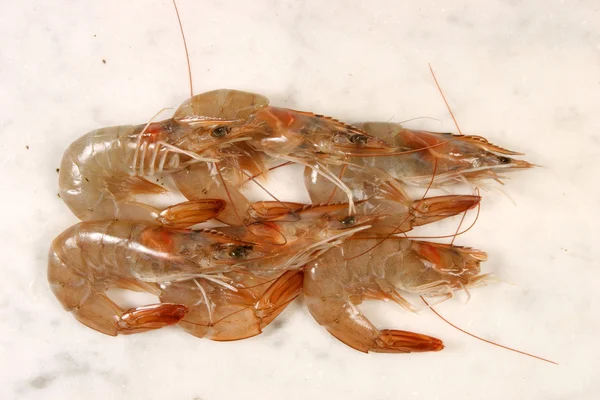 Crevettes — Fotografia de Stock