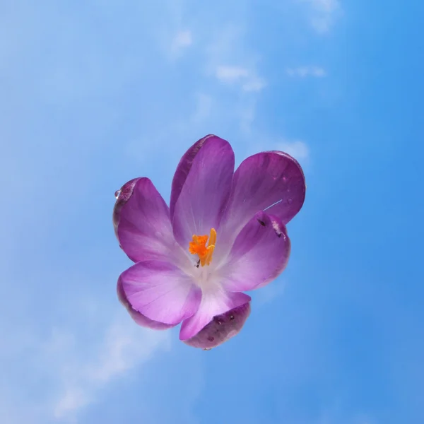 Crocus flower against sky — Stockfoto