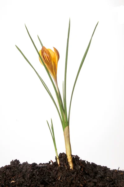 Crocus opening — Stockfoto