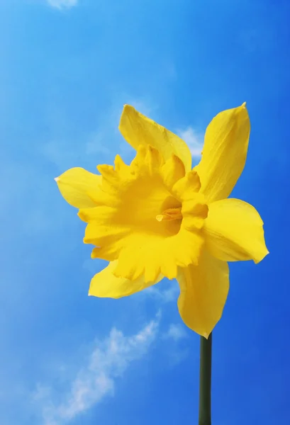 Daffodil against sky — Stockfoto