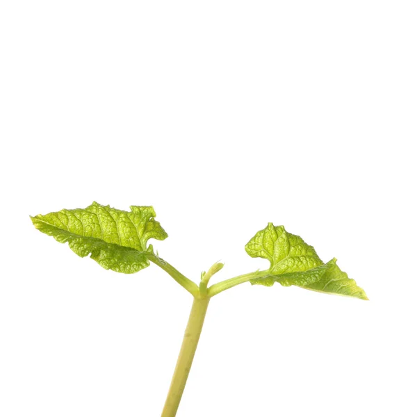 Groddplanta närbild — Stockfoto
