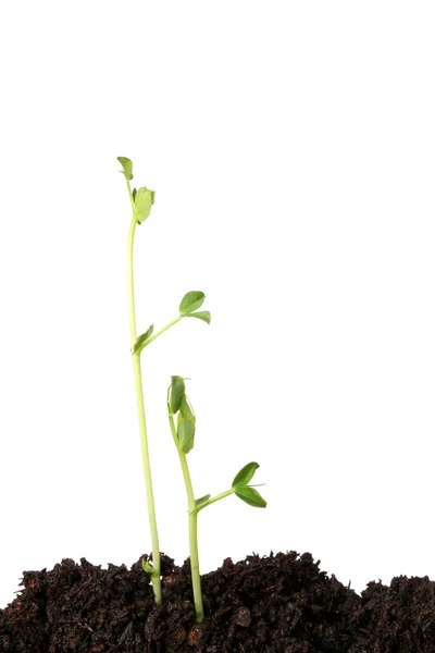 Sementes de ervilha — Fotografia de Stock