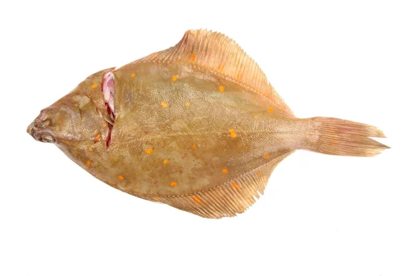 Flat fish on white — Stock Photo, Image