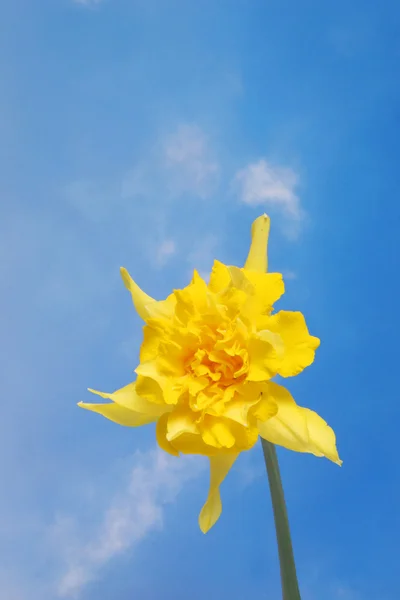 Jediný Narcis proti obloze — Stock fotografie