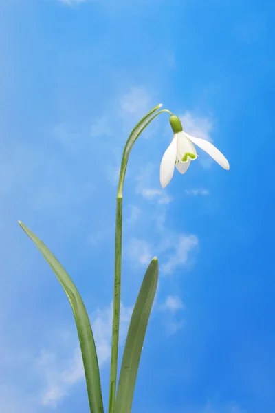 Goutte de neige contre ciel bleu — Photo