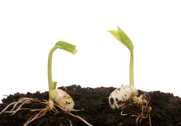 Dvě klíčení semen — Stock fotografie