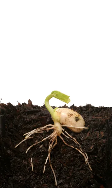 Germinating seed Stock Picture