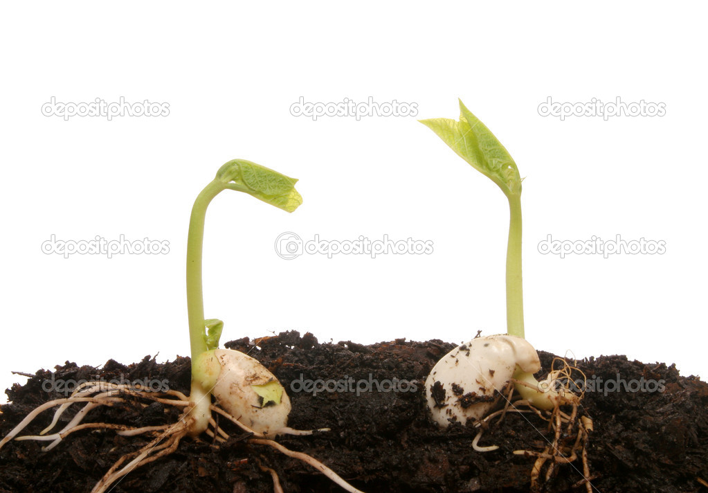 Two germinating seeds