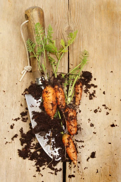 Carrots and trowel — Stock Photo, Image