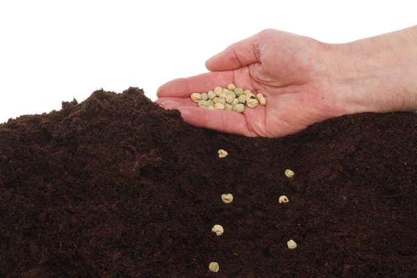 Hand sowing seed — Stock Photo, Image